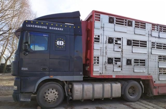 Скотовоз PEZZAIOLI DAF